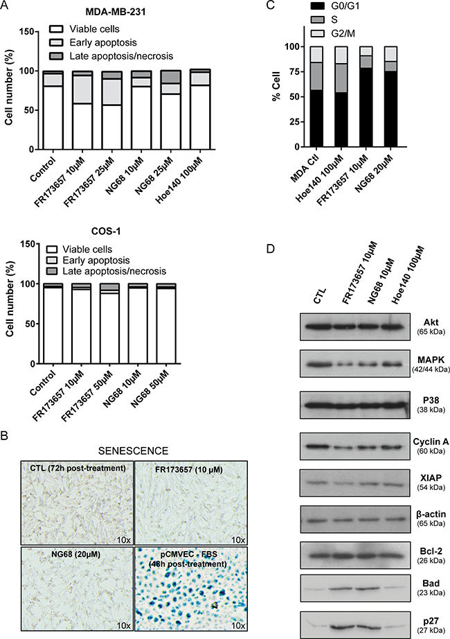 CP-B2RAs induce apoptotic death and cell cycle arrest of MDA-MB-231 cells.