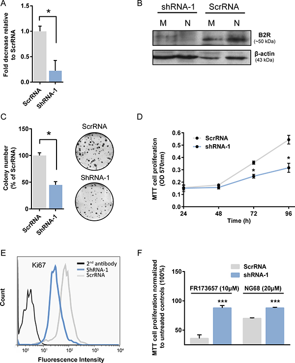 Stable B2R knockdown affects basal growth and cytocidal activity of CP-B2RAs in MDA-MB-231 cells.