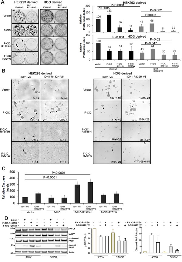 CIC and IDH1 coordinately regulate cell clonogenicity and mutations in CIC regulate cell death by reducing pACLY levels