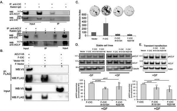 pACLY levels were low in cells expressing mutant CIC proteins.