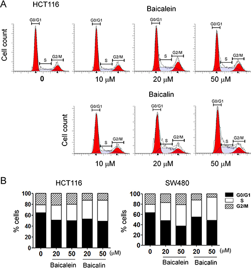 Baicalein and baicalin significantly promote colon cancer cell cycle arrest in S phase and decrease in G0/G1 phase.