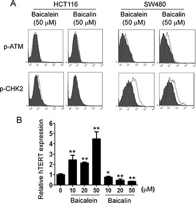 Baicalin, but not baicalein, significantly suppresses hTERT expression in colon cancer cells.