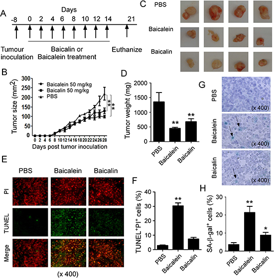 Baicalein and baicalin inhibit tumor growth and development in vivo in a colon cancer xenograft model.