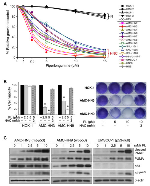 Piperlongumine selectively kills HNC cells.