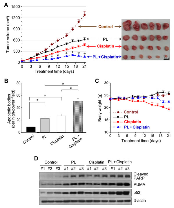 Piperlongumine and cisplatin synergistically inhibit