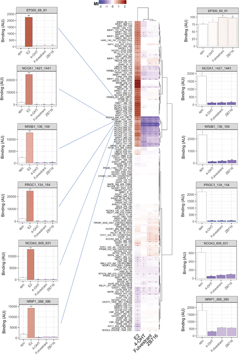 Modulation of ER&alpha;-coregulator interaction by 17-&beta;-Estradiol (E2), 4-hydroxy-tamoxifen (4-OHT), fulvestrant, and ZB716.