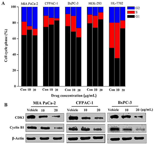 Spiclomazine arrests cancer cell cycle progression at G2 phase.