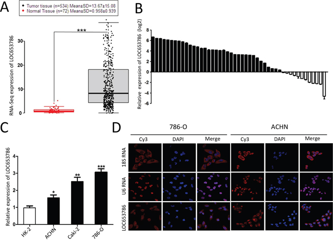 LOC653786 is upregulated in RCC tissues and cell lines.