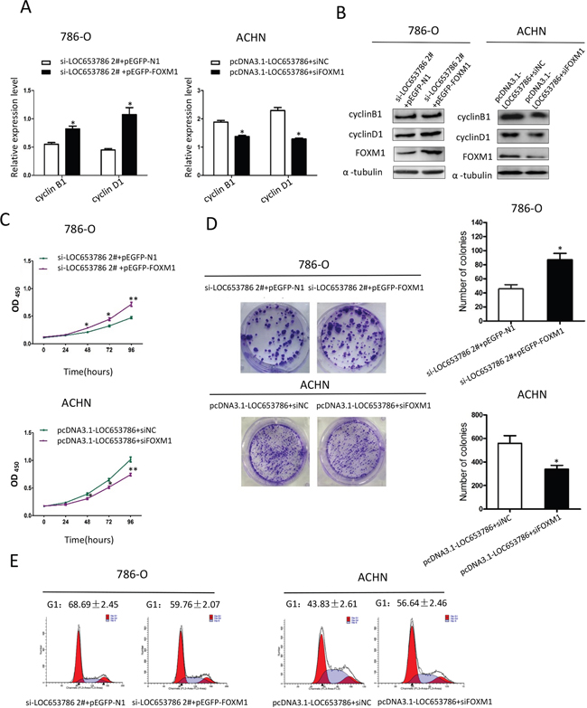 LOC653786 promotes RCC cell growth and cell cycle progression through elevating FOXM1.