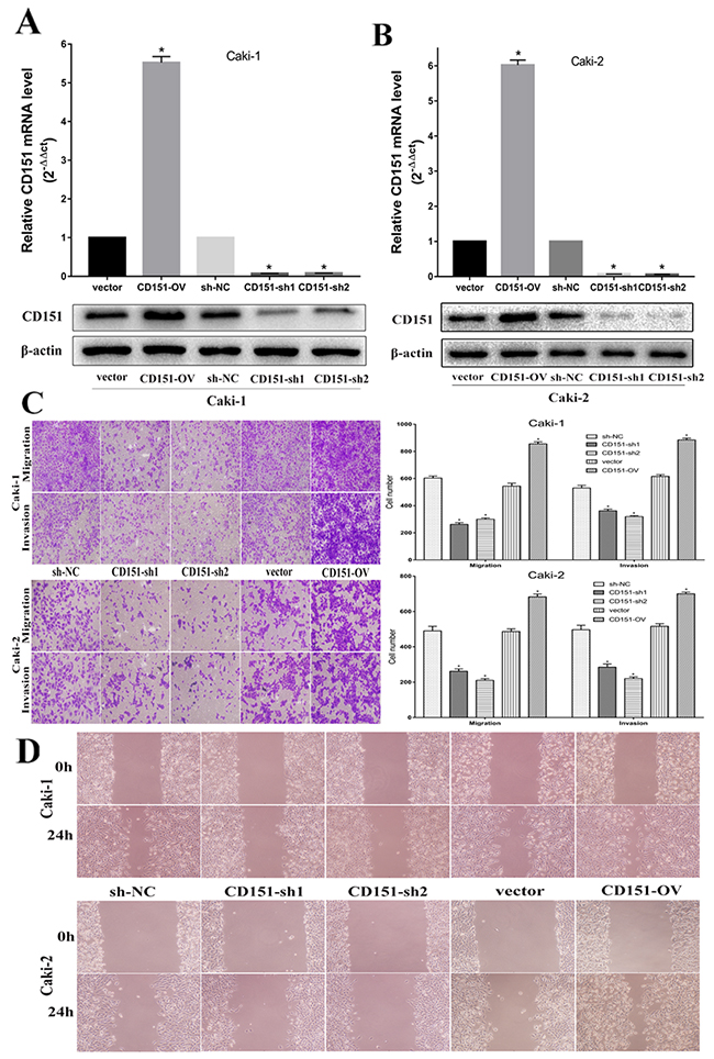 CD151 inhibits cell migration and invasion in the Caki-1 and Caki-2 cell lines.