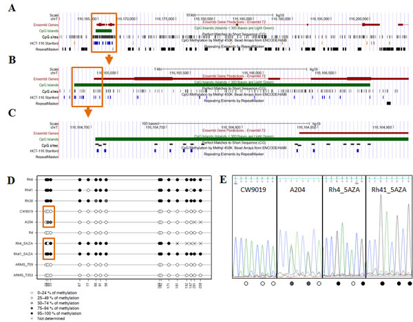 Analysis of DNA methylation in the