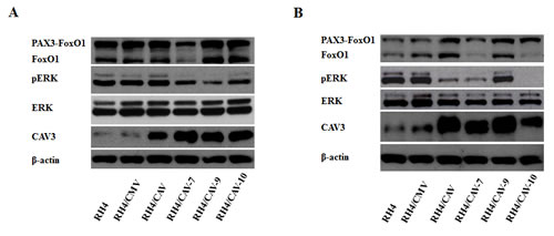 CAV1 affects ERK phosphorylation and promotes changes in CAV3.