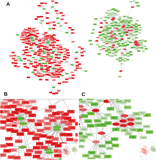 Network of high-confident occurring miRNA-mRNA interactions in pancreatic cancer.