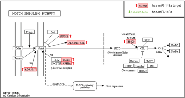 MiR-148a targets involved in Notch signaling pathway from KEGG analysis, in the context of pancreatic cancer.
