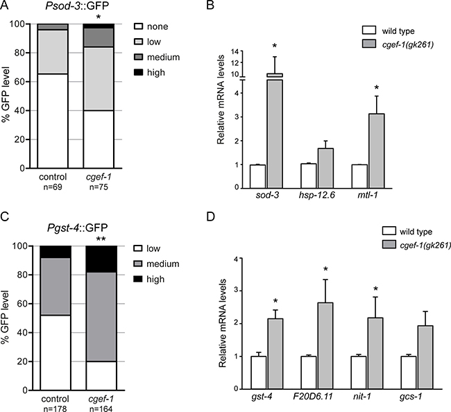 Inhibition of cgef-1 induces DAF-16 and SKN-1-mediated transcription.