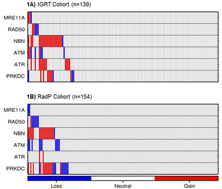 Heatmap of CNAs in DDR genes in tumour biopsies from the IGRT (1A) or RadP (1B) cohorts.