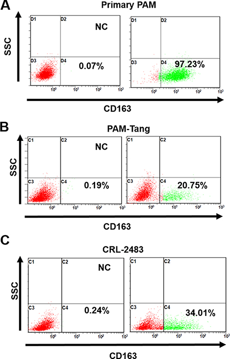 Few iPAM cells are CD163 positive.