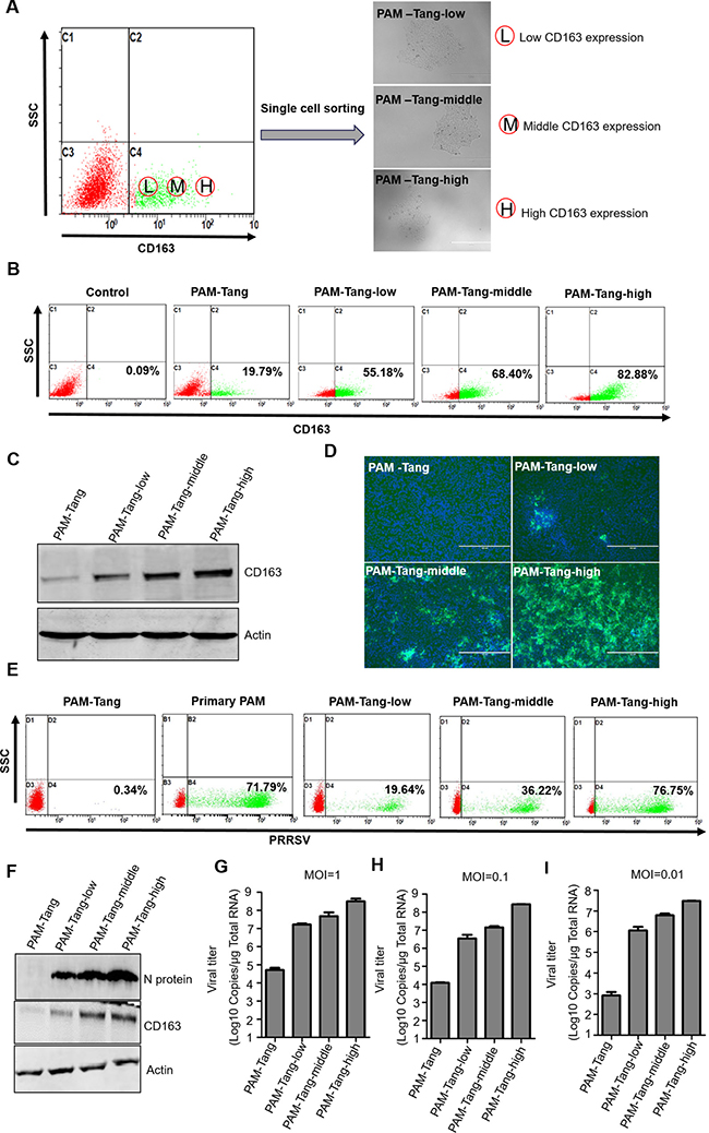 High levels of CD163 expression determine PRRSV replication.