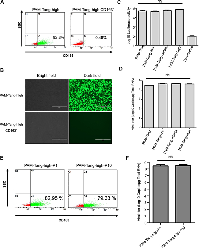 CD163 is critical for PRRSV replication.