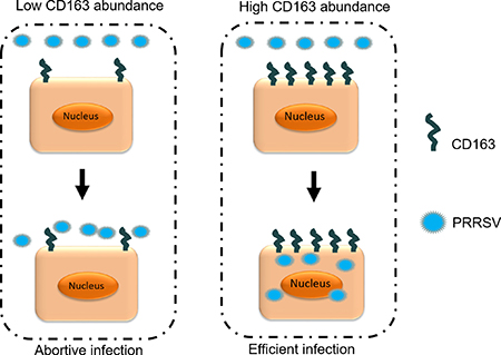 Relationship between CD163 abundance and viral infection.