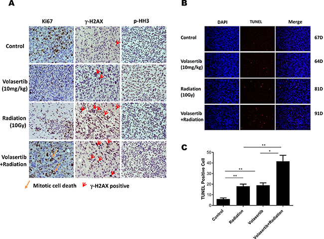 Combination of volasertib and radiation synergistically inhibits tumor cell proliferation, induces DNA damage and apoptosis in vivo.