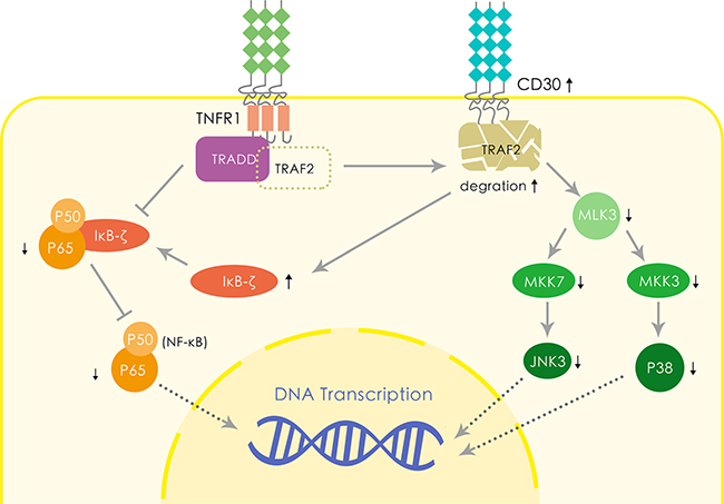 Hypothetical molecular mechanism of CD30 leading to the favorable prognosis of ENKTL.