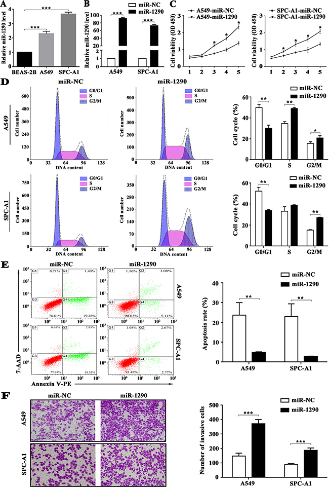 miR-1290 promotes proliferation, cell cycle progression and invasion, and suppresses apoptosis of lung adenocarcinoma cells.