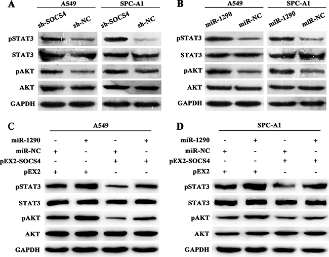 miR-1290 activates the JAK/STAT3 and PI3K/AKT signaling pathways by targeting SOCS4.