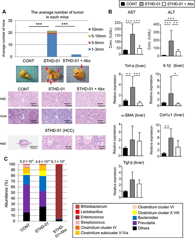 STHD-01 promotes the development of NASH-associated HCC through induction of gut dysbiosis.