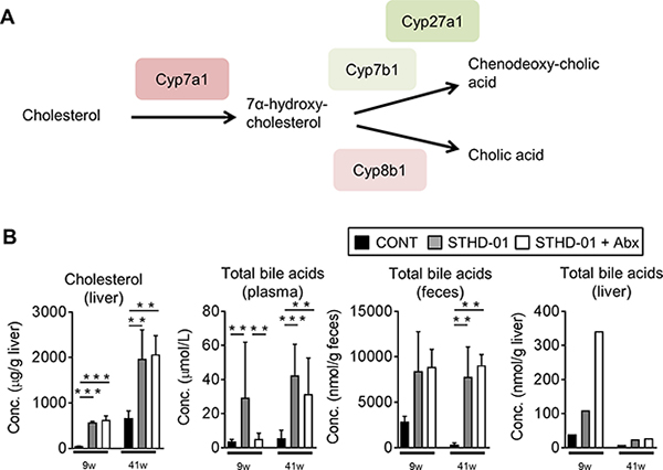 Bile acid synthesis from cholesterol was up-regulated upon the feeding of STHD-01.