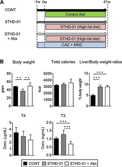 Body characteristics and enzyme-related metabolism changed after feeding of STHD-01.