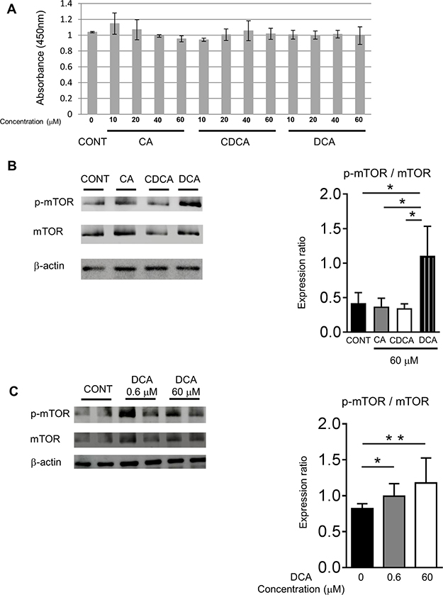 DCA activated the mTOR signaling in the HepG2 cells.