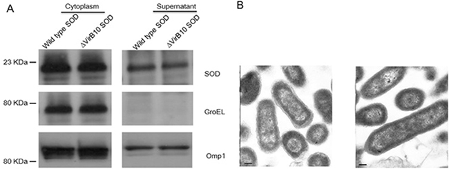 The secretion of Cu-Zn SOD is a VirB-independent process.