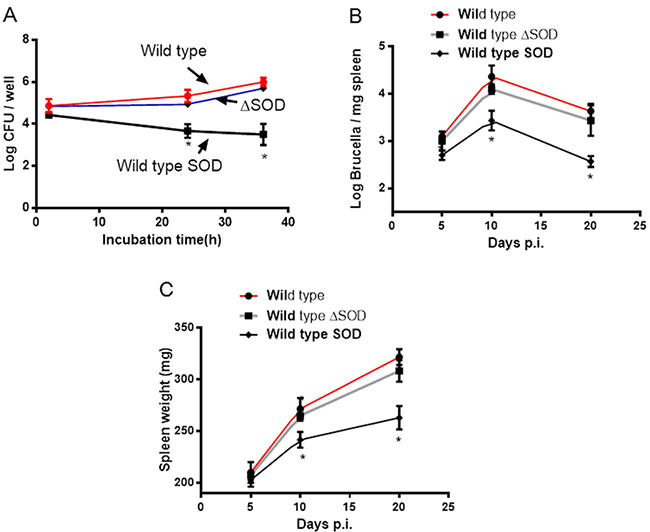 Overexpressed Cu-Zn SOD in B. abortus inhibits bacterial intracellular growth.