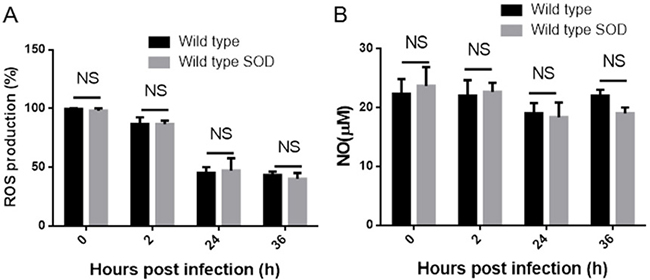 Overexpressed Cu-Zn SOD in B. abortus is unable to mediate the ROS and NO production in macrophages.