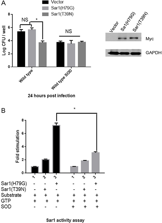 Overexpressed Cu-Zn SOD in B. abortus inhibits the Sar1 activity of host cells.