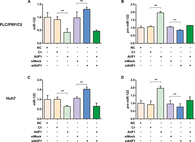 AUF1 regulates the maturation of miR-122.