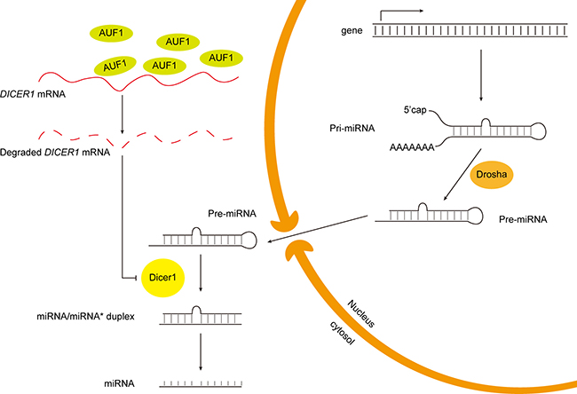 Schematic diagram of the putative mechanism of AUF1 regulating miR-122 maturation.