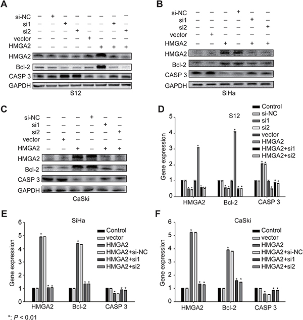 Expression of HMGA2 and its related genes in S12, SiHa, and CaSki cells.