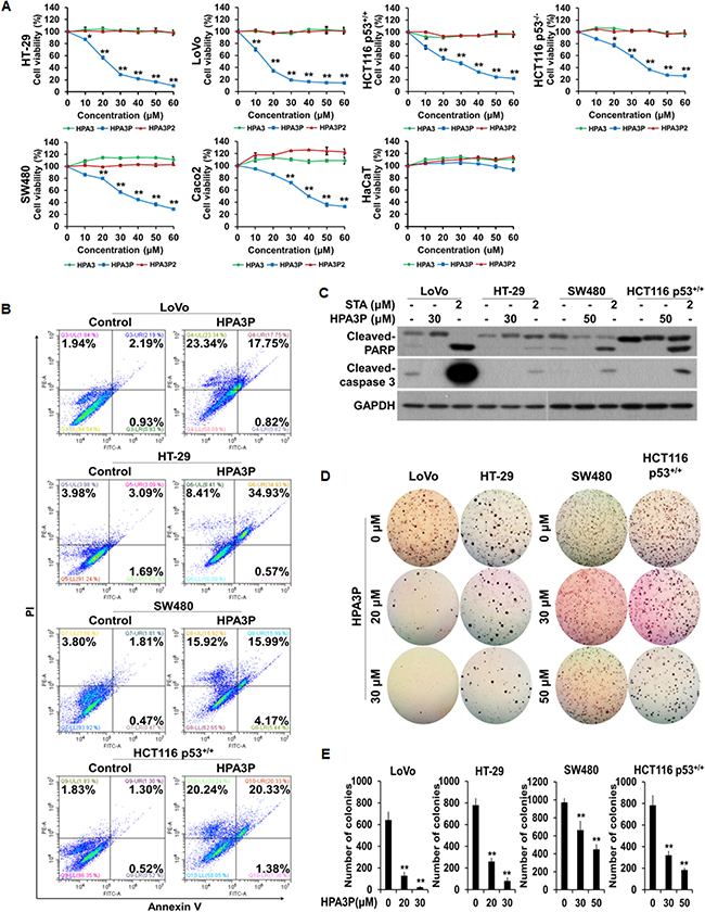 HPA3P induces cell death in human colon cancer cells.