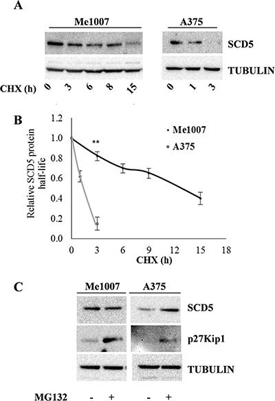 Evaluation of SCD5 protein stability and proteasoma-dependent degradation in melanoma cell lines.