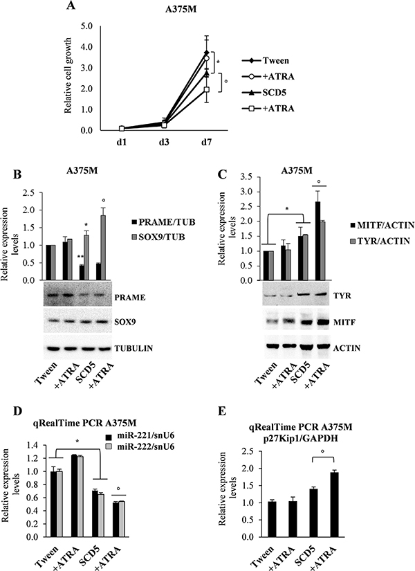 Combined effects of SCD5 overexpression and ATRA supplementation.