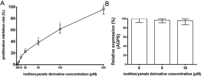 Effects of isothiocyanate derivative on the proliferation and expression of AGPS in U251 cells.