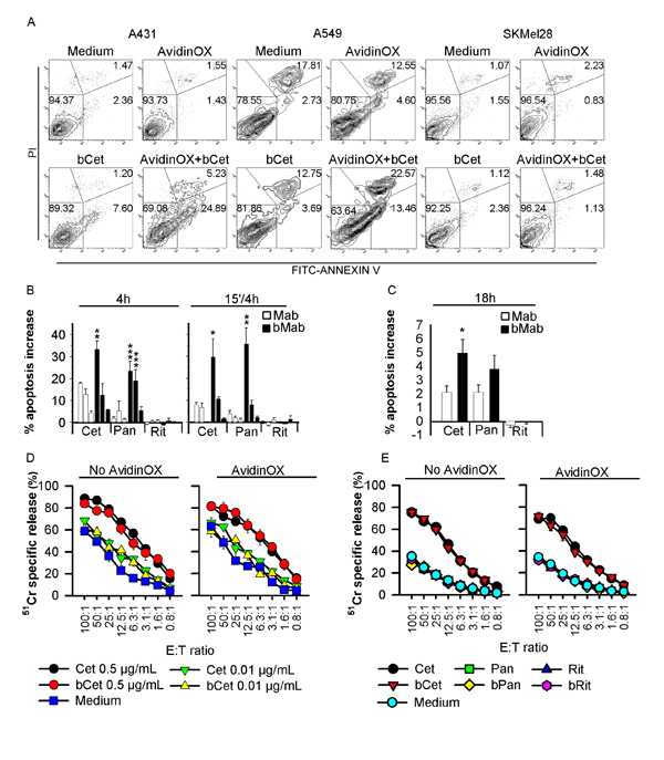 Biotinylated Cetuximab and Panitumumab induce apoptosis of AvidinOX-conjugated cells, and AvidinOX anchorage does not affect Cetuximab-mediated ADCC.