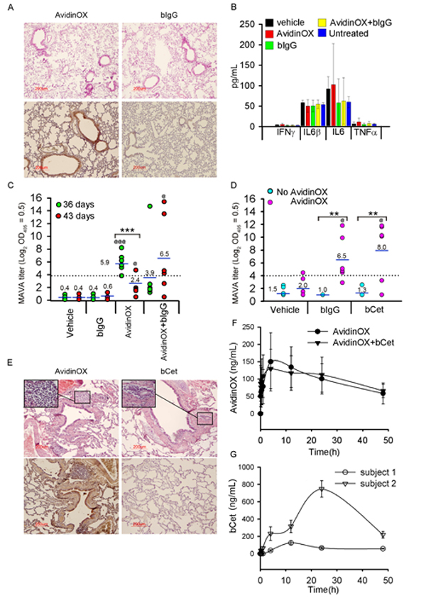 Tolerability to nebulized AvidinOX and/or biotinylated antibody, and AvidinOX immunogenicity.