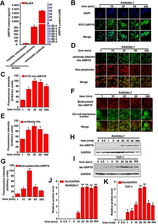 Secreted GRP78 is able to enter into macrophages.