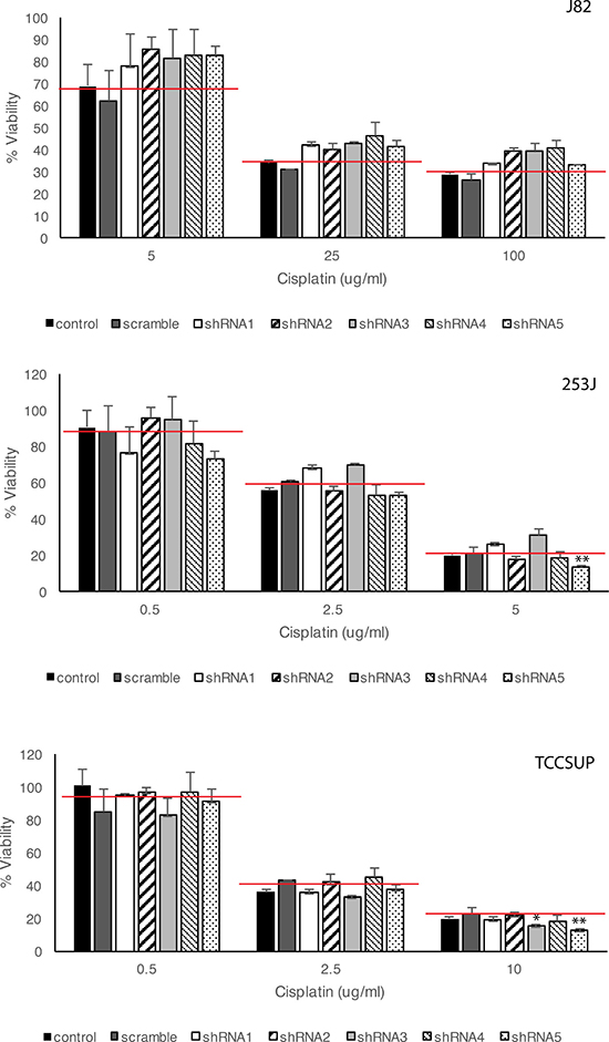 Effects of HSP27 knockdown on cisplatin-induced BC cell death.