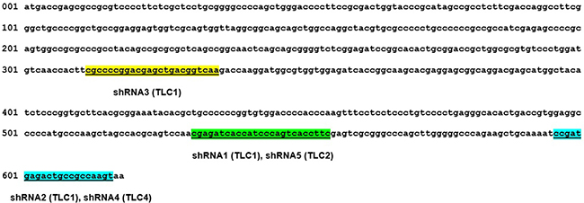 Schematic representation of shRNA-targeted sequences in HSP27.