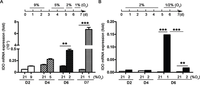 IDO production during DC differentiation from monocytes under hypoxic conditions.