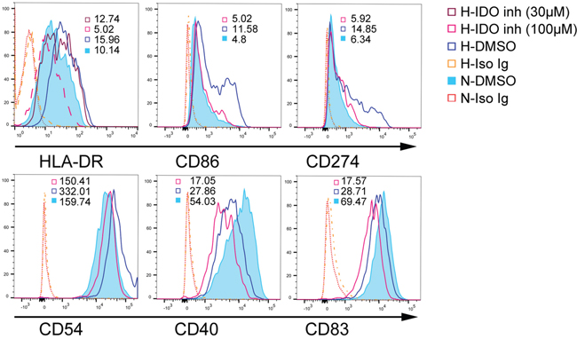 IDO effects on mature DCs under hypoxic conditions.